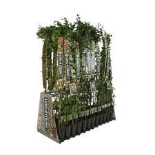 Klimplanten Long & Strong
